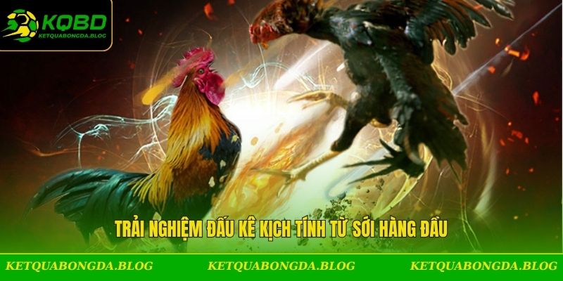 Trải nghiệm đấu kê kịch tính từ sới hàng đầu